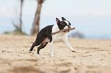 BOSTON TERRIER 398